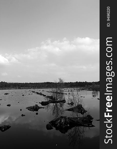 Lake inside the Delamere Forest, England, Black and White photos.