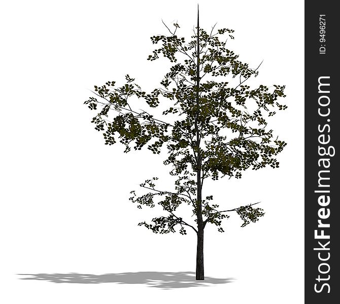 3D Render of a young broadleef tree