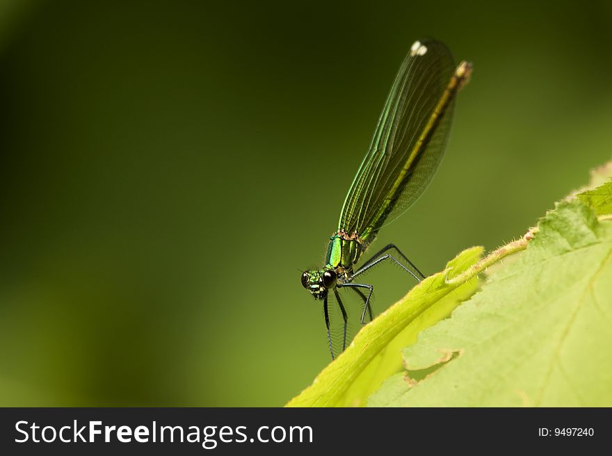 Dragonfly on a leaf. Libellula su foglia. Dragonfly on a leaf. Libellula su foglia.