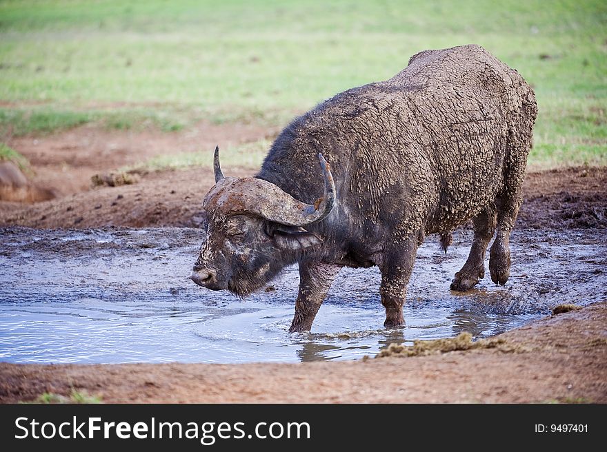 Buffalo In Water