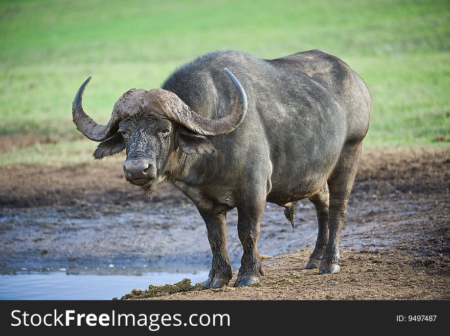 A mature Buffalo stares at me from the waterhole. A mature Buffalo stares at me from the waterhole