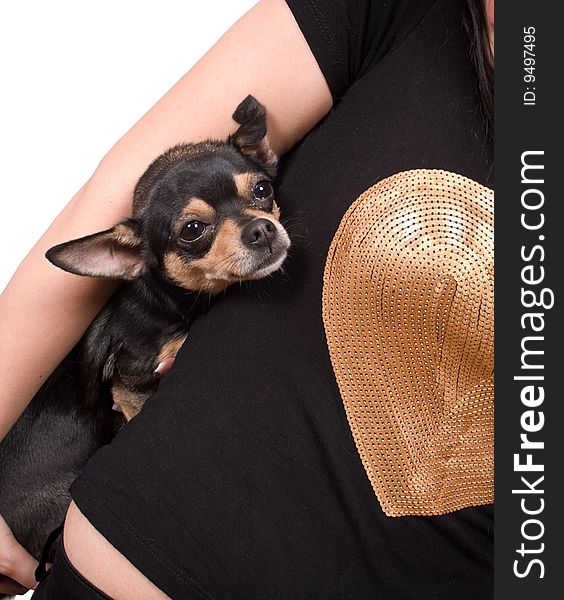 Chihuahua with her  mistress isolated on white with clipping path