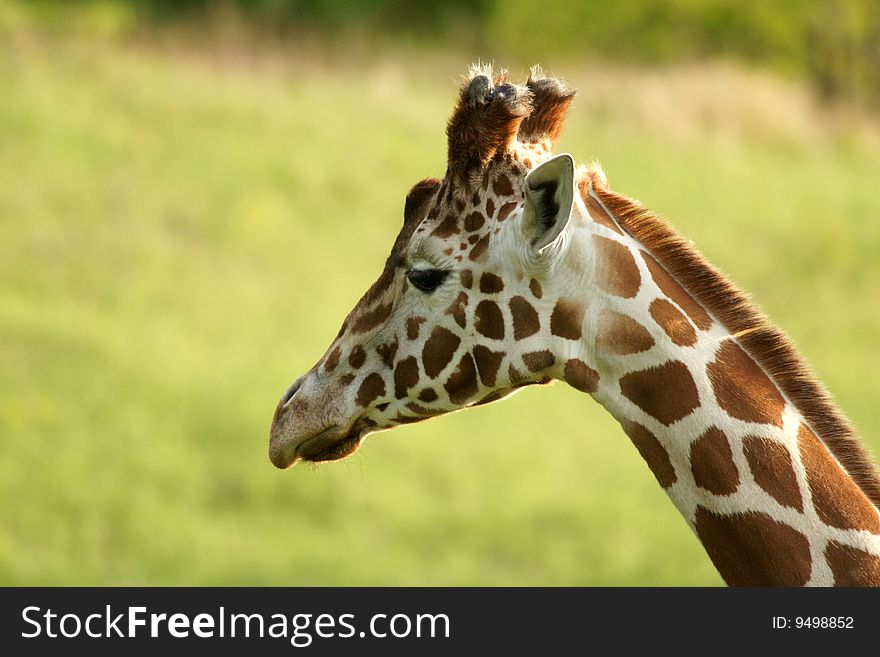 Closeup side view of a giraffe