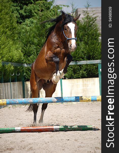 A brown horse jumping over a stand.