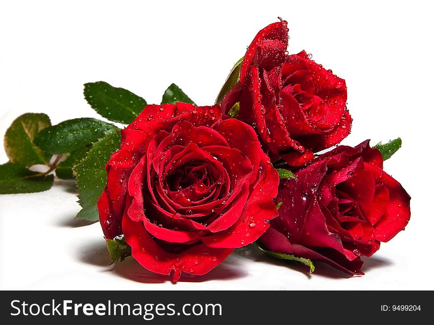 A spray of red roses on a white seamless background.