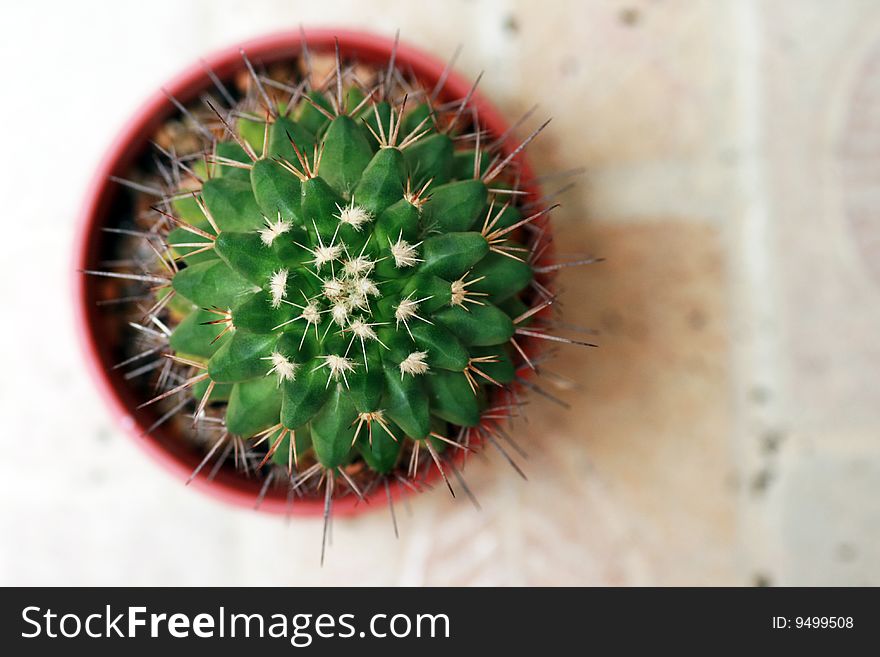 Small cactus at my home