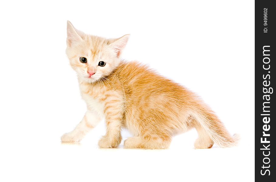 Homeless red kitten on white ground