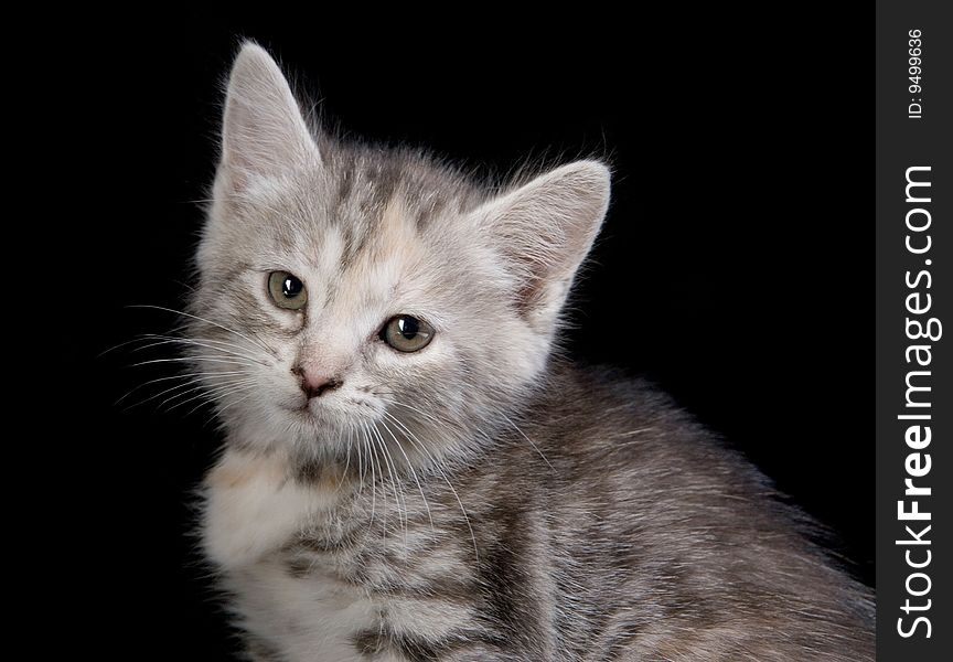 Portrait of cute gray kitten