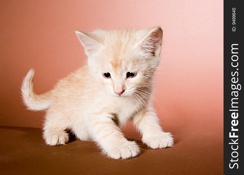 Cute red kitten on brown ground. Cute red kitten on brown ground