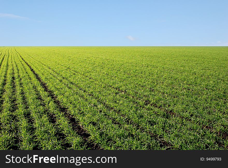 Blue Sky And Green Field