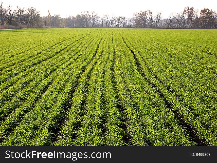 Clear blue sky over a green field  . Clear blue sky over a green field