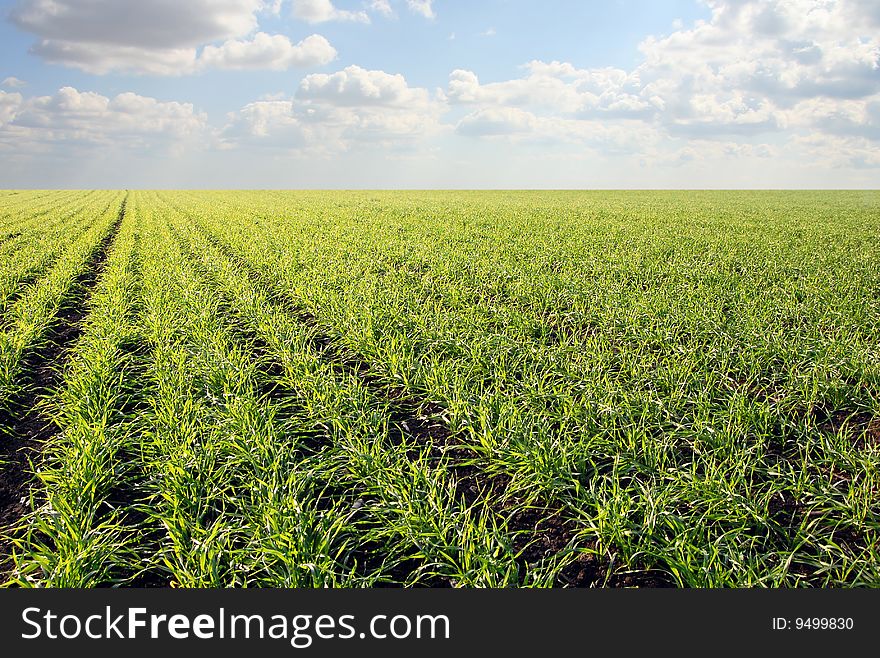 Blue Sky And Green Field