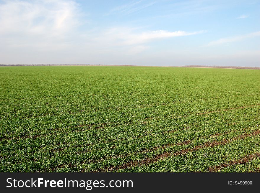 Clear blue sky over a green field - photo. Clear blue sky over a green field - photo