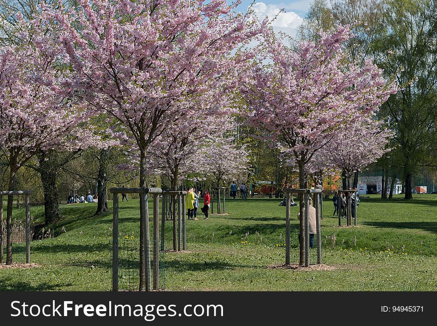 Cherry blossom in â€œUzvaras parksâ€ &#x28;â€œVictory parkâ€&#x29;, Riga, Latvia.