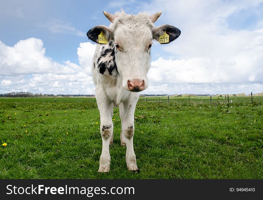 White And Black Cow During Daytime