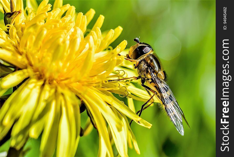 Hoverfly On Dandelion