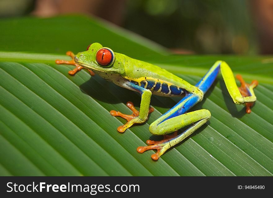 Green Blue Yellow and Orange Frog on Green Leaf