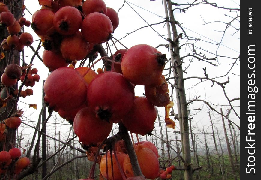 Food, Plant, Sky, Nature, Fruit, Branch