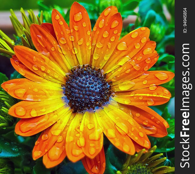 Dew drops on orange gerber daisy flower. Dew drops on orange gerber daisy flower.