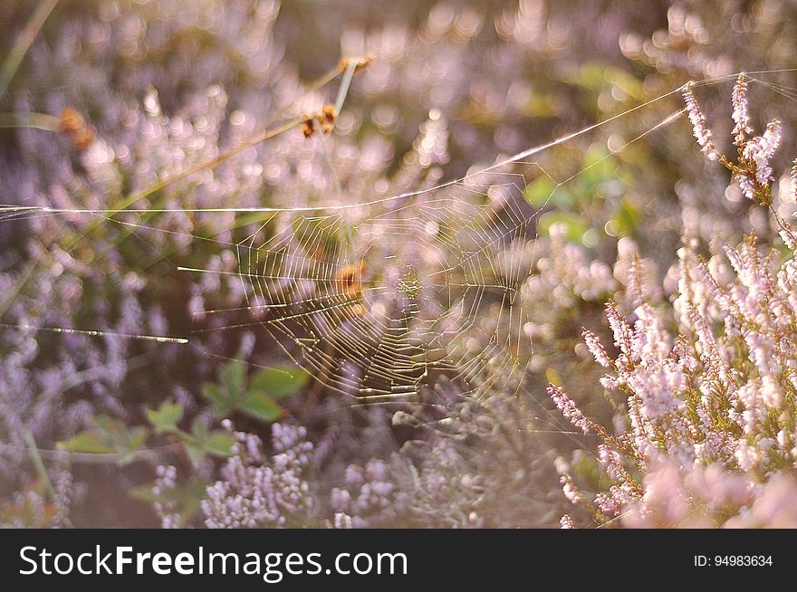 Spiderweb in field of wildflowers on sunny day. Spiderweb in field of wildflowers on sunny day.