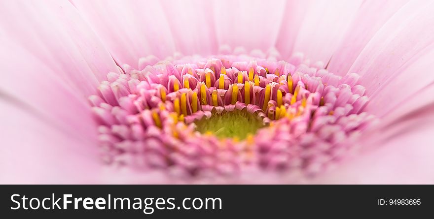 Close up of petals and stamen on pink flower bloom. Close up of petals and stamen on pink flower bloom.