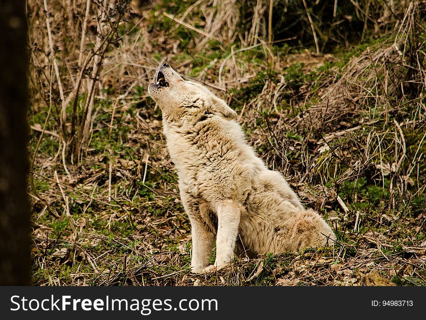 Wolf Howling In The Forest