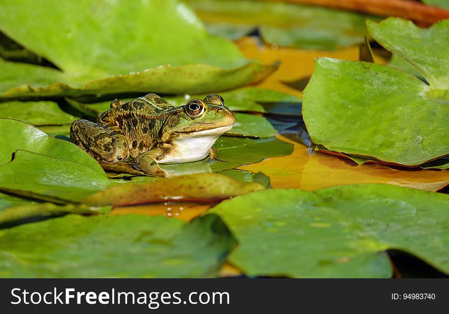 Portrait of frog sitting on lily pad in pond on sunny day. Portrait of frog sitting on lily pad in pond on sunny day.