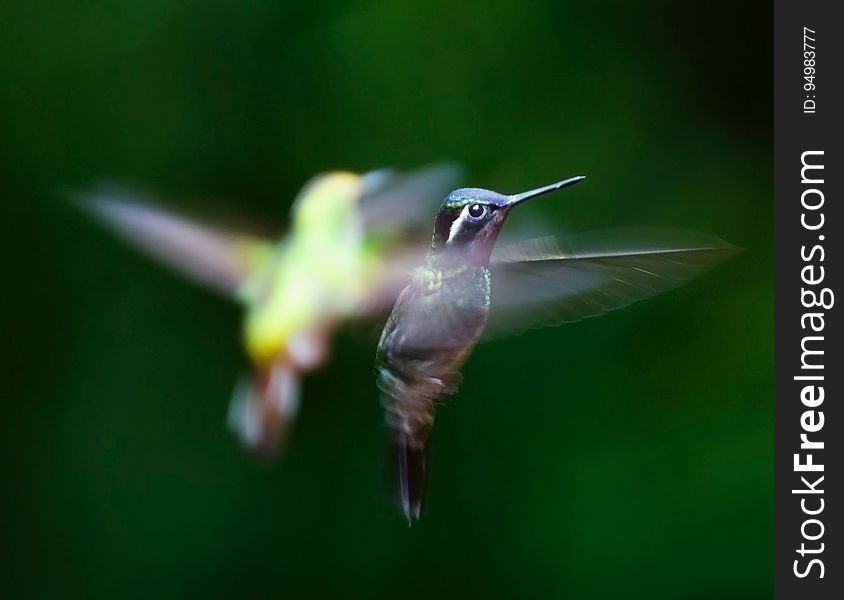 A pair of hummingbirds in flight. A pair of hummingbirds in flight.