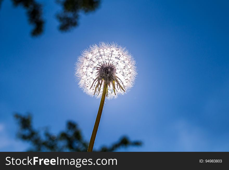 A dandelion against the blue sky with sun behind it.