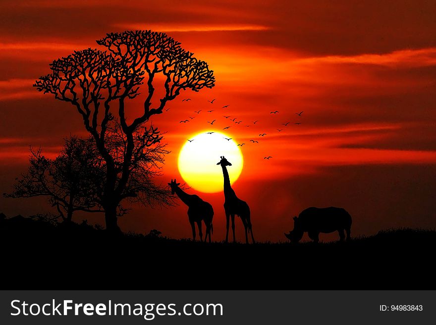 Orange glow of golden sunset in an African Safari Park with trees and giraffes seen in silhouette. Orange glow of golden sunset in an African Safari Park with trees and giraffes seen in silhouette.