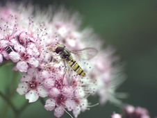 Hover Fly Stock Photo