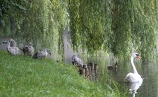 Swans Stock Photography