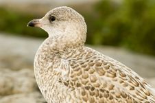 Sea Gull Stock Photo
