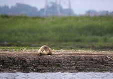 Common Seal On Sand Bank Royalty Free Stock Image