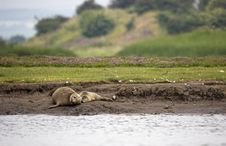 Common Seal With Pup Stock Image
