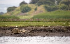 Female Seal With Pup Stock Photo