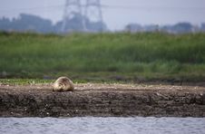 Lone Seal On Sand Bank Royalty Free Stock Photos