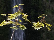 Waterfall Behind A Small Tree Stock Images Waterfall Behind A Small Tree Stock Images