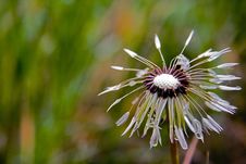 The Dandelion, Dreaming To Become A Ball For A Golf Stock Photography The Dandelion, Dreaming To Become A Ball For A Golf Stock Photography