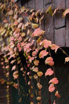 Ivy On A Brick Wall Royalty Free Stock Photo Ivy On A Brick Wall Royalty Free Stock Photo