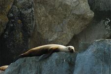 Sleep Steller S Sea Lion Stock Photos