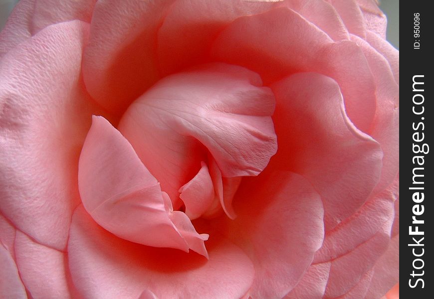 Very close shot of the centre of a pale pink rose. Very close shot of the centre of a pale pink rose