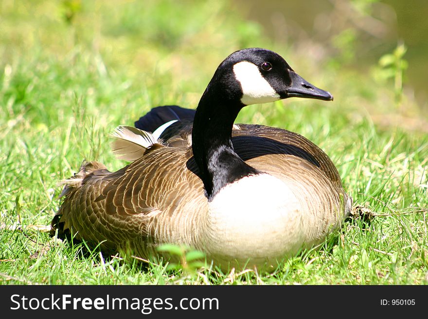 Goose resting at the side of the river