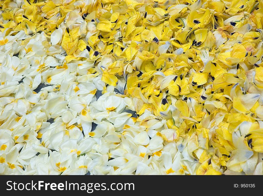 White and yellow tulip petals, Ginza Tokyo. White and yellow tulip petals, Ginza Tokyo