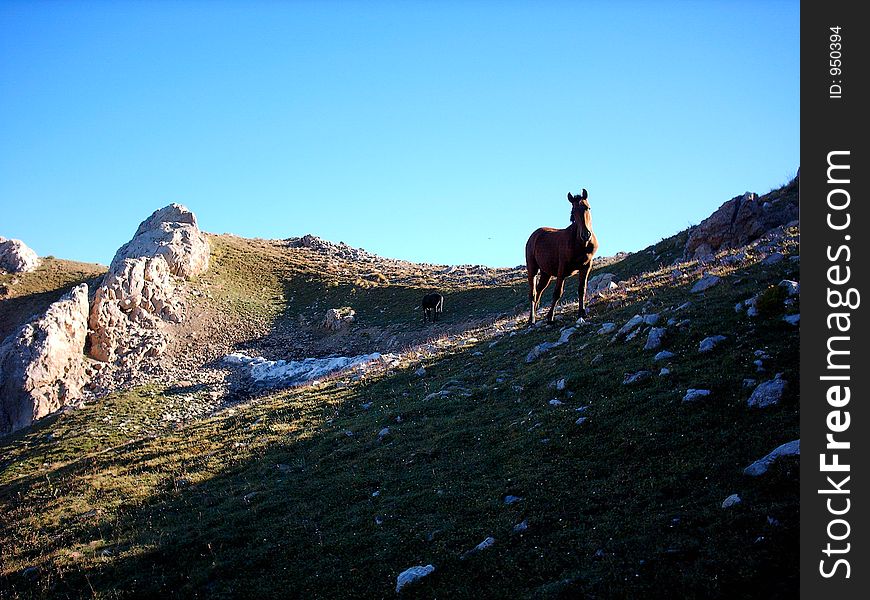 Horses on alpine pasture. Fall, north slopes, some snow in shadow. One horse is on the blue sky background, jther in shadow. Horses on alpine pasture. Fall, north slopes, some snow in shadow. One horse is on the blue sky background, jther in shadow.