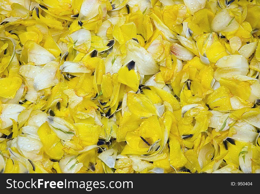 Yellow Tulip petals