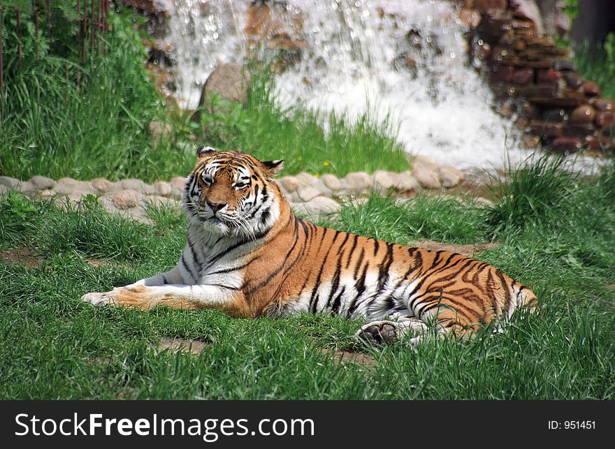 Tiger resting on a grass. Tiger resting on a grass