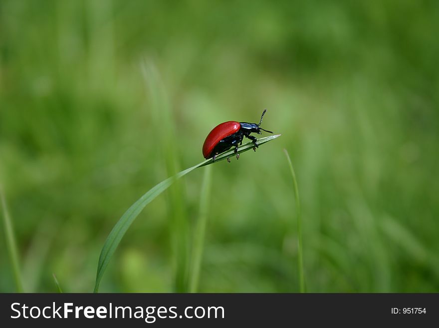 Red bug in the grass