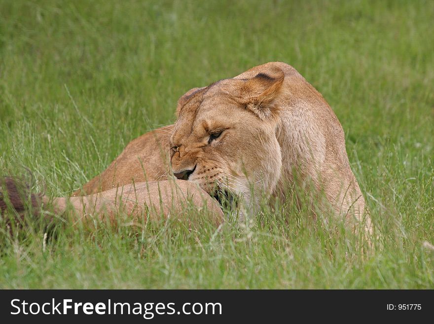 Lion lying in grass biting another. Lion lying in grass biting another