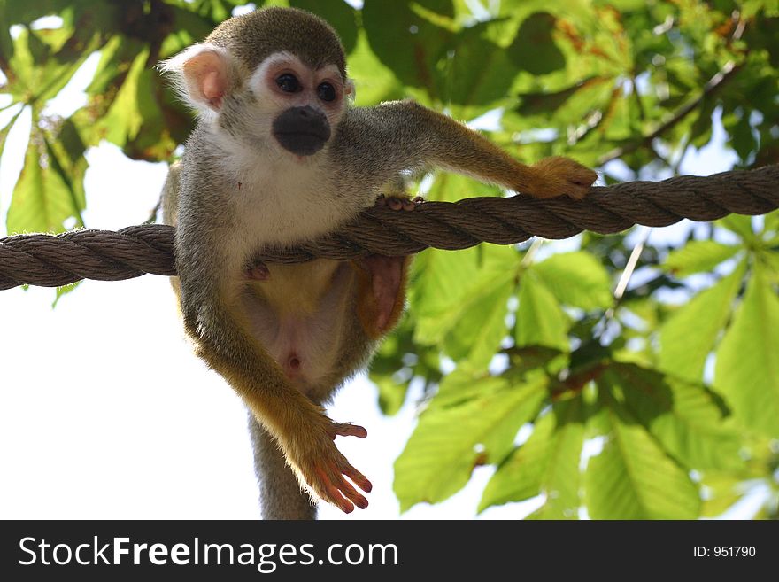 Monkey climbing a rope